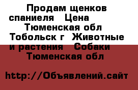 Продам щенков спаниеля › Цена ­ 5 000 - Тюменская обл., Тобольск г. Животные и растения » Собаки   . Тюменская обл.